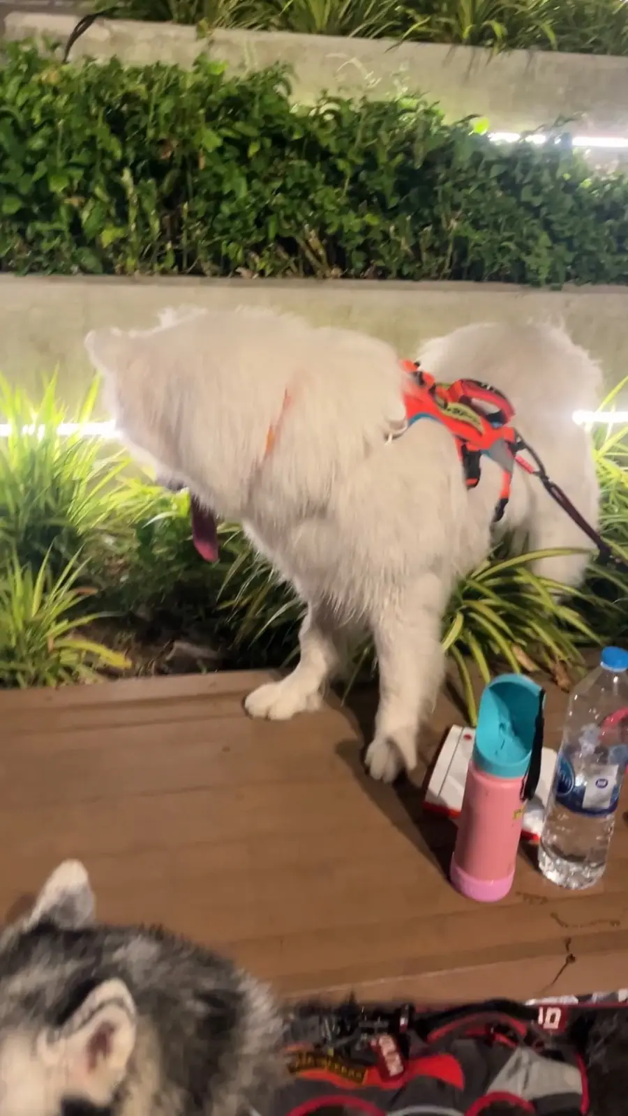 Mega Park pets image 3