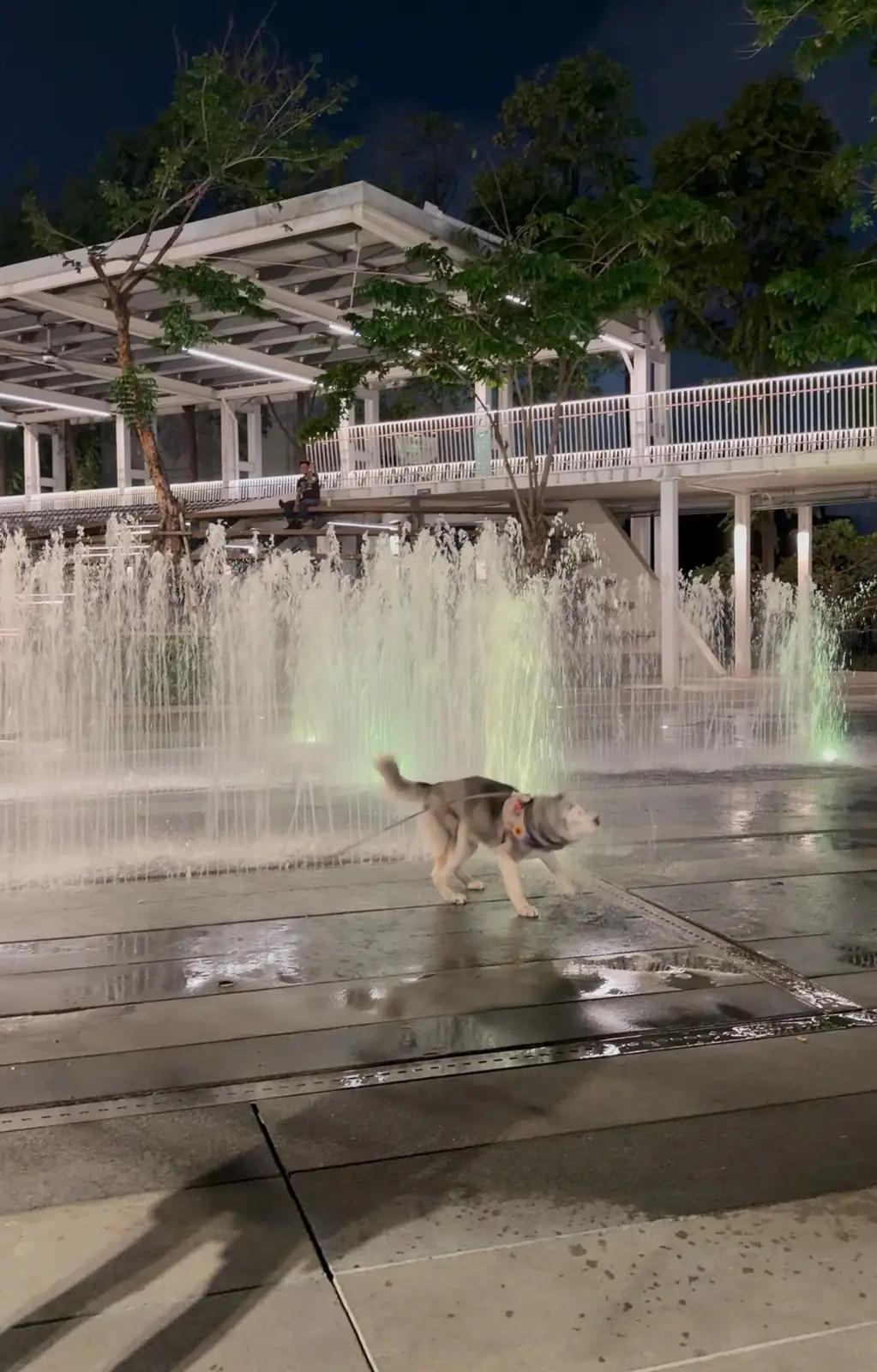 เมกาพาร์ค pets image 7