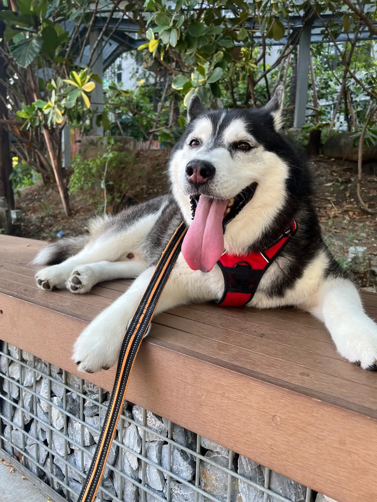 Mega Park pets image 4