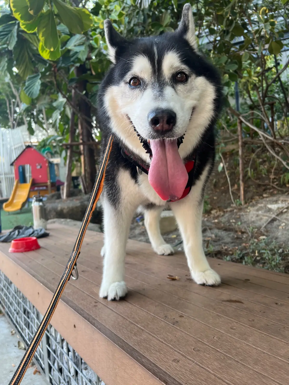 Mega Park pets image 1