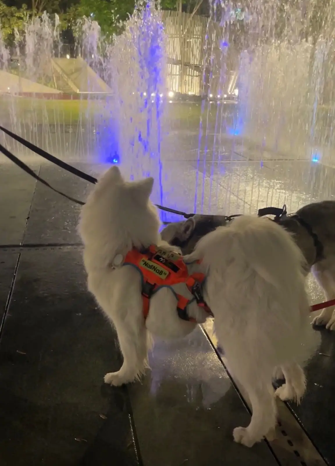 Mega Park pets image 6