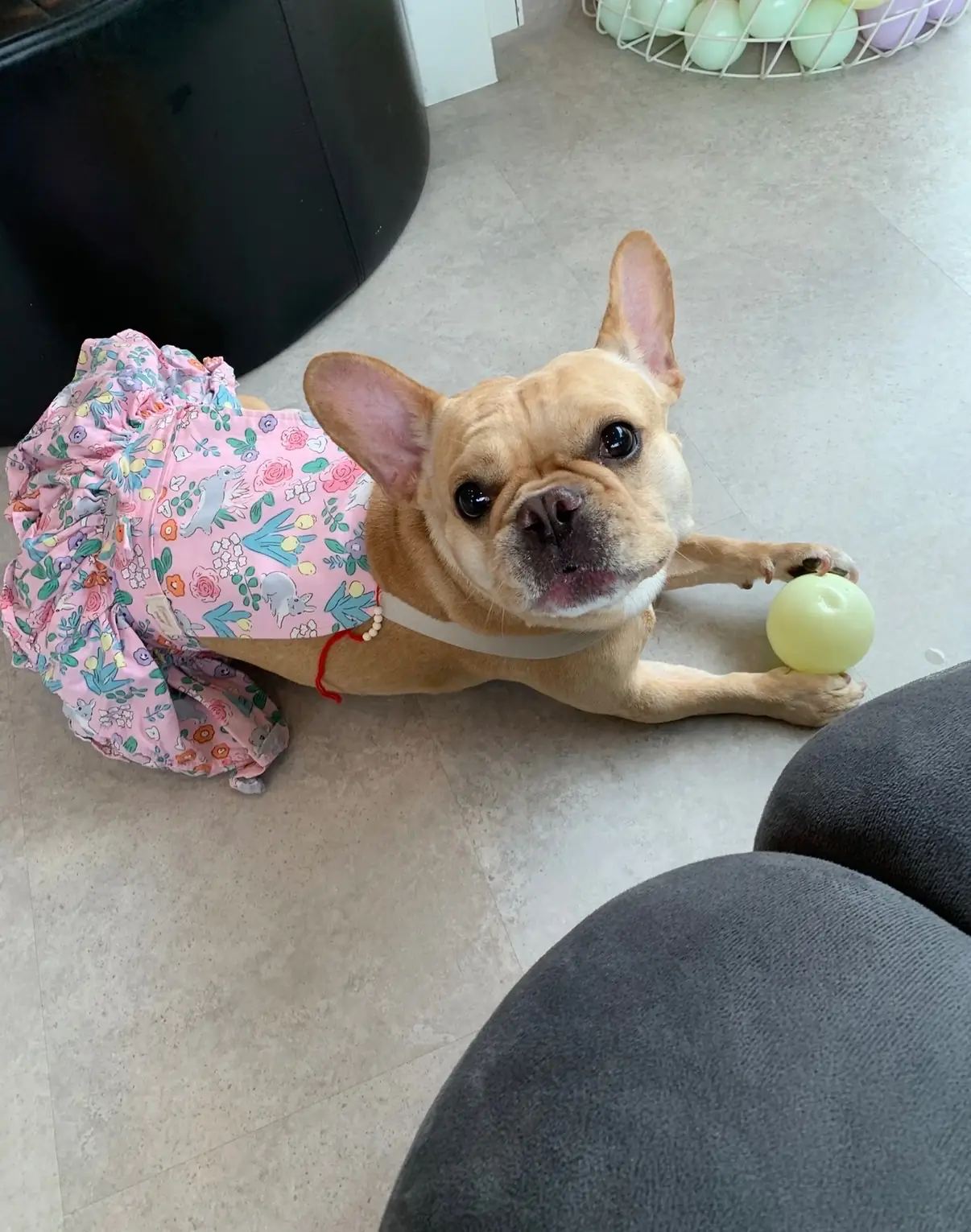 บ้านเจปัน Jaypun Home (HeyMyPaws) other image 1