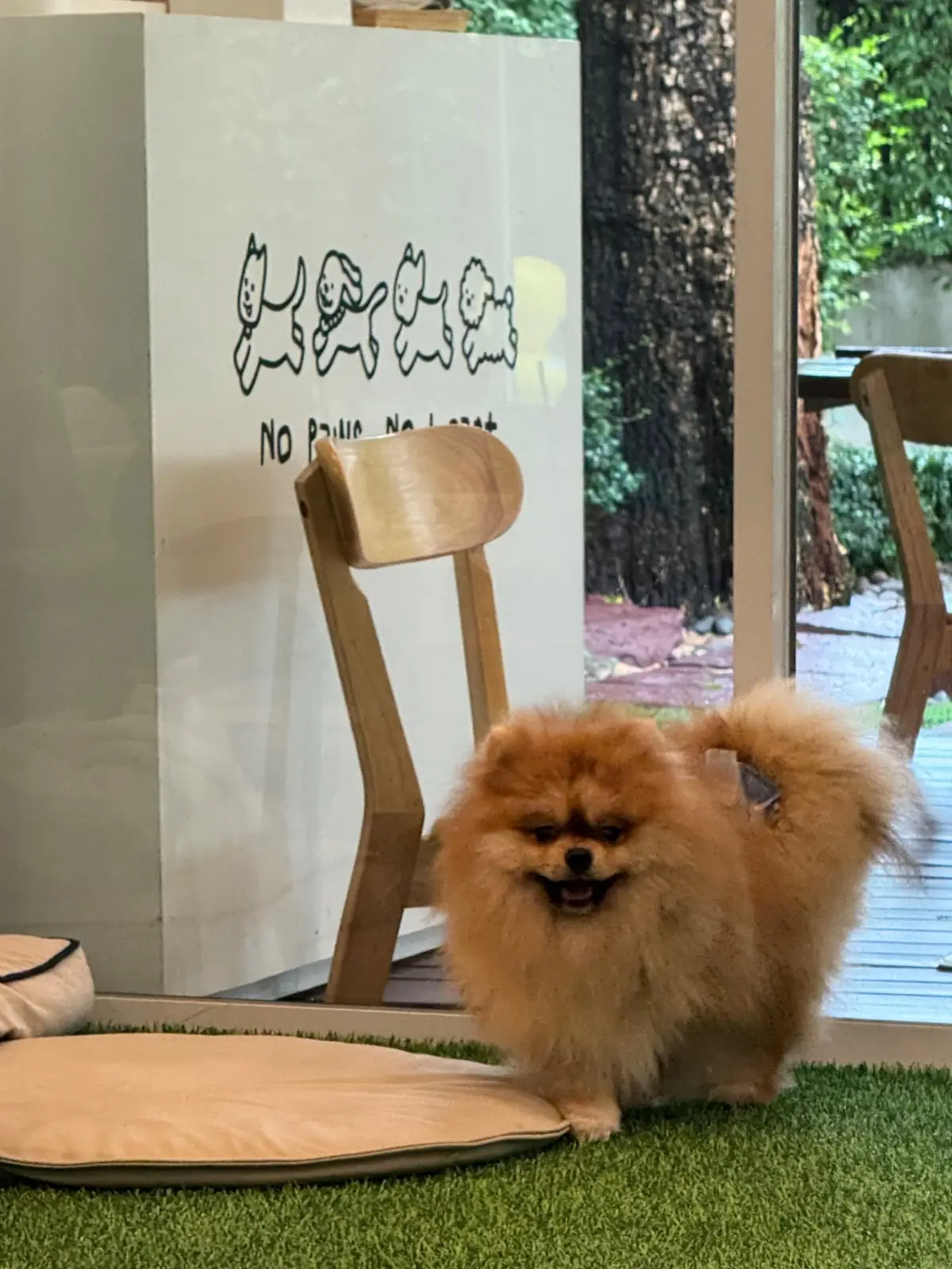 บ้านเจปัน Jaypun Home (HeyMyPaws) pets image 3