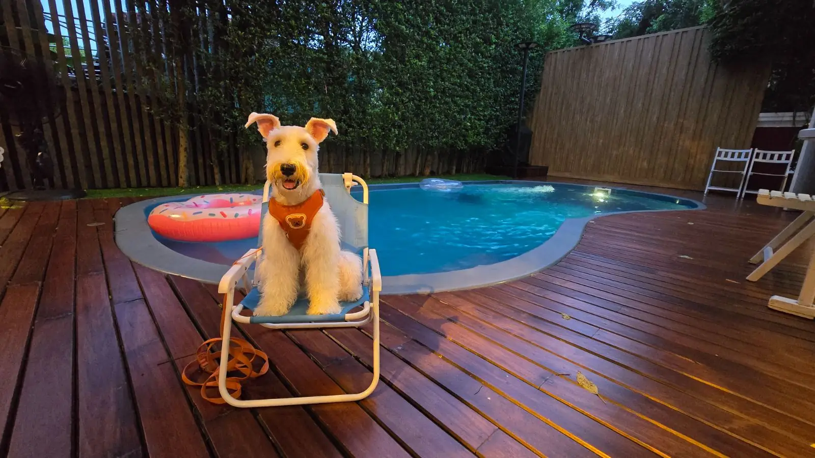 บ้านเจปัน Jaypun Home (HeyMyPaws) pets image 1