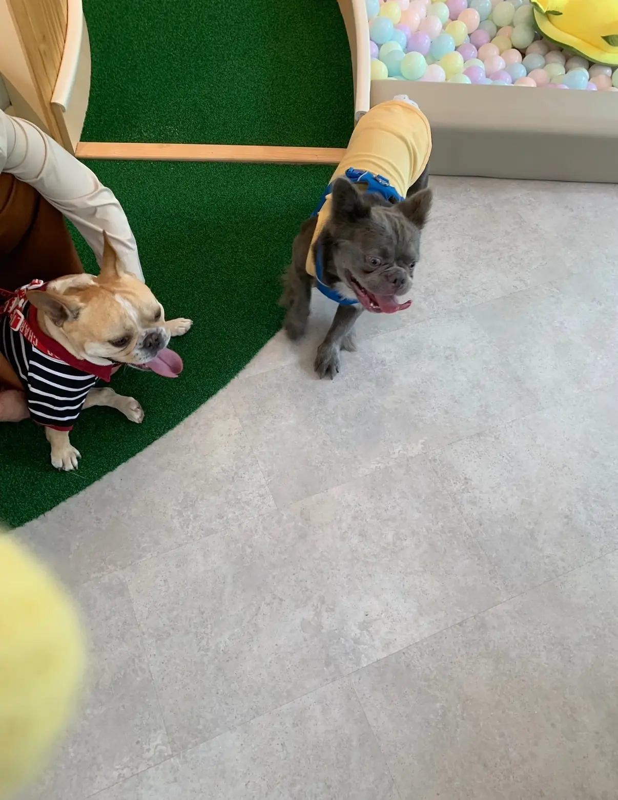 บ้านเจปัน Jaypun Home (HeyMyPaws) other image 3