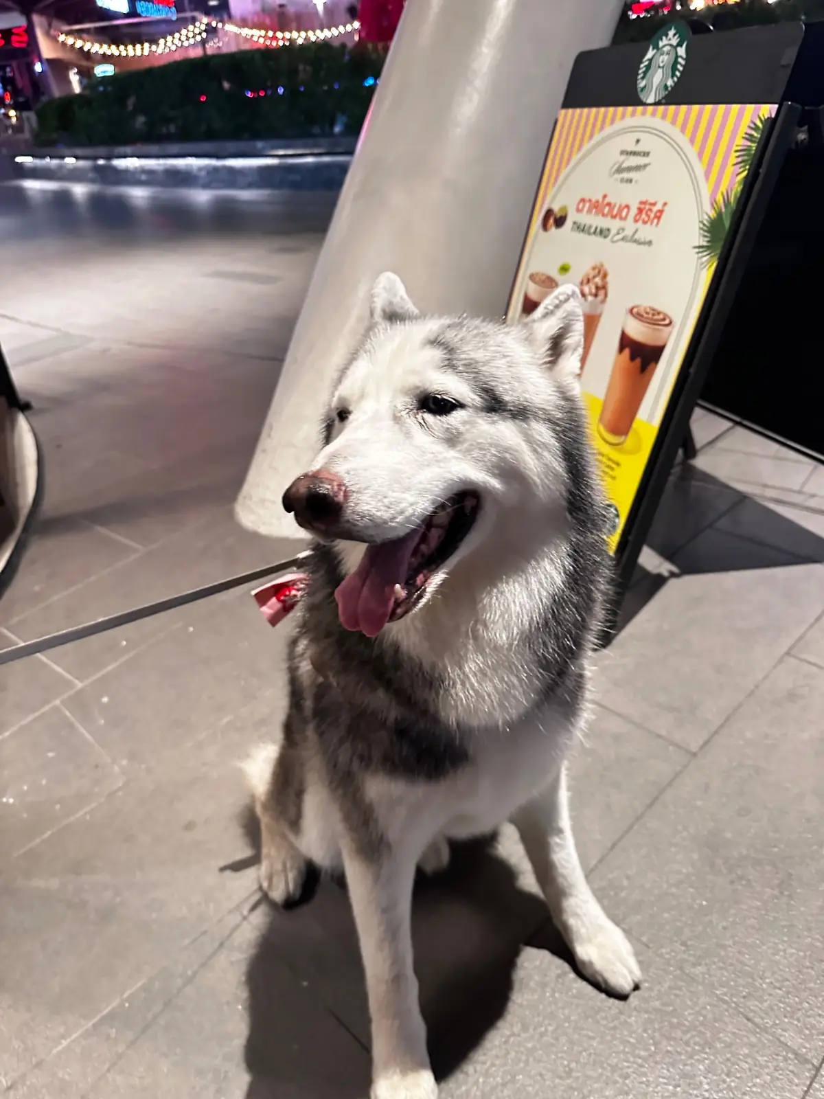 Starbucks Reserve - Mega Bangna pets image 4