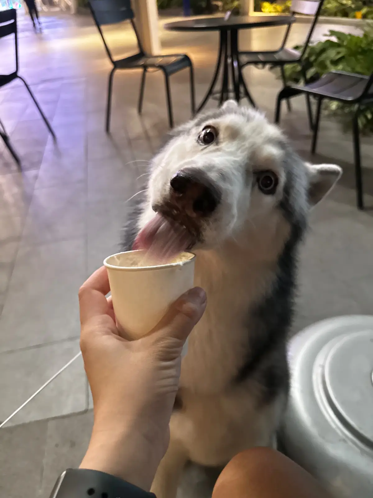 Starbucks Reserve - Mega Bangna pets image 2