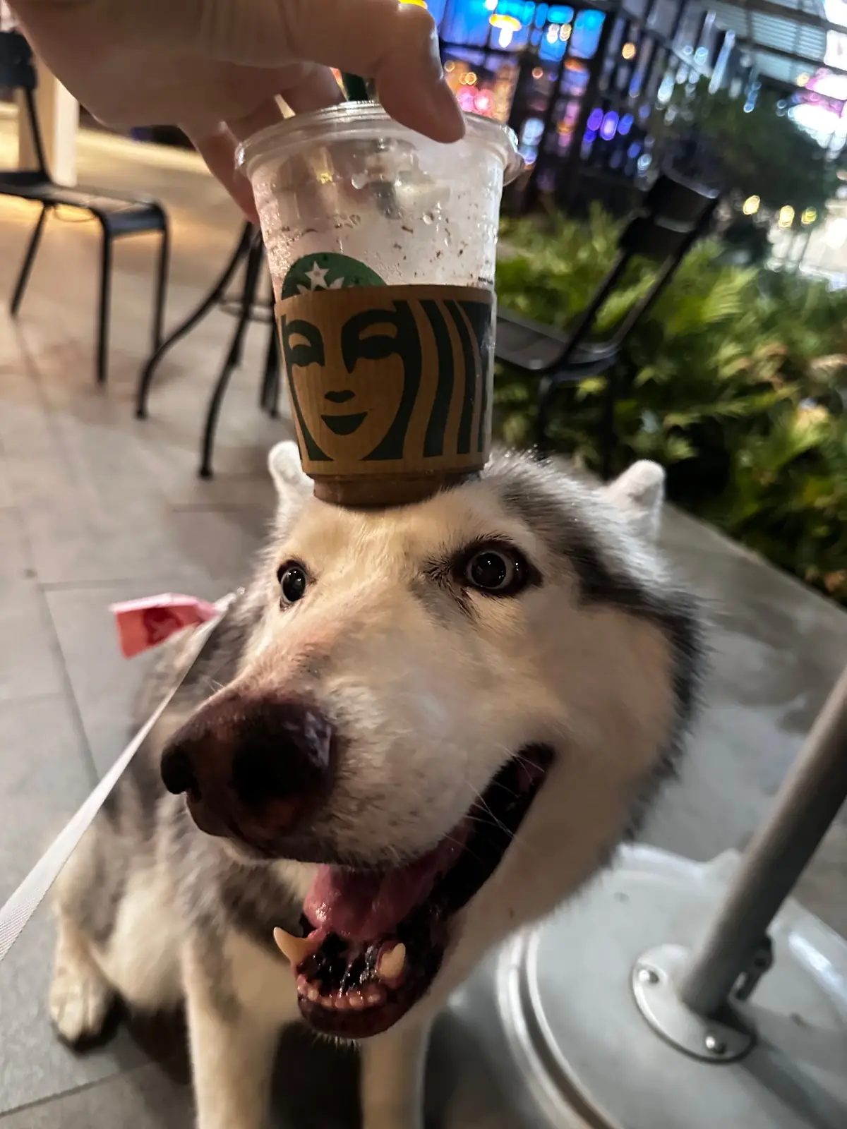 Starbucks Reserve - Mega Bangna pets image 3