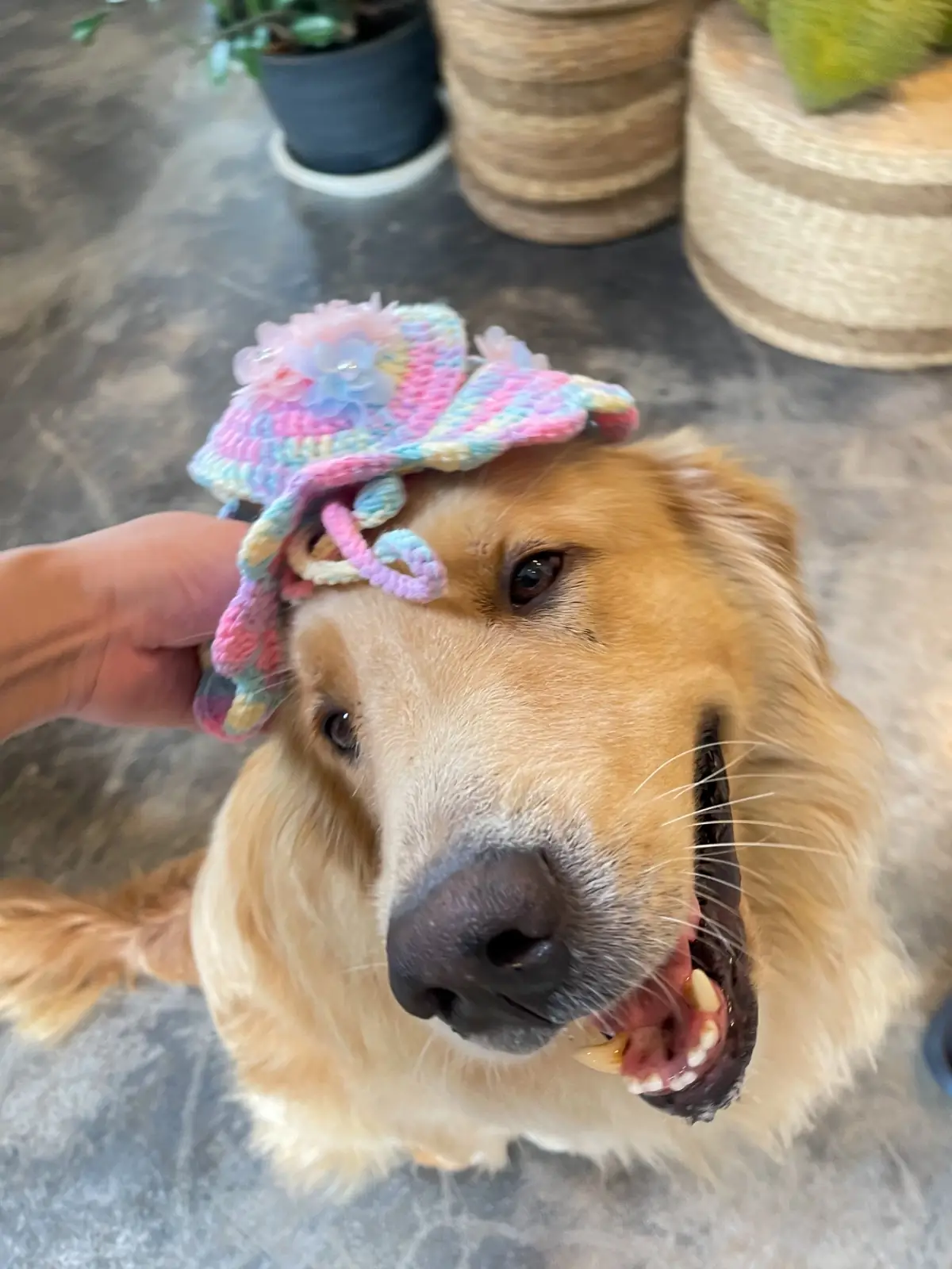 เติมเต็มคาเฟ่ pets image 1