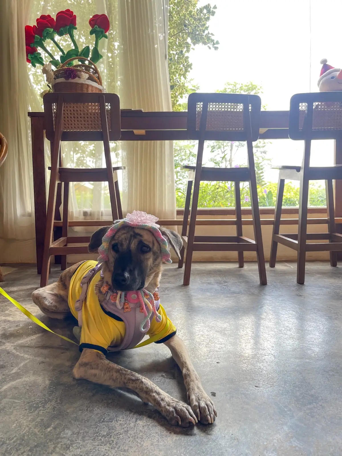 เติมเต็มคาเฟ่ pets image 3