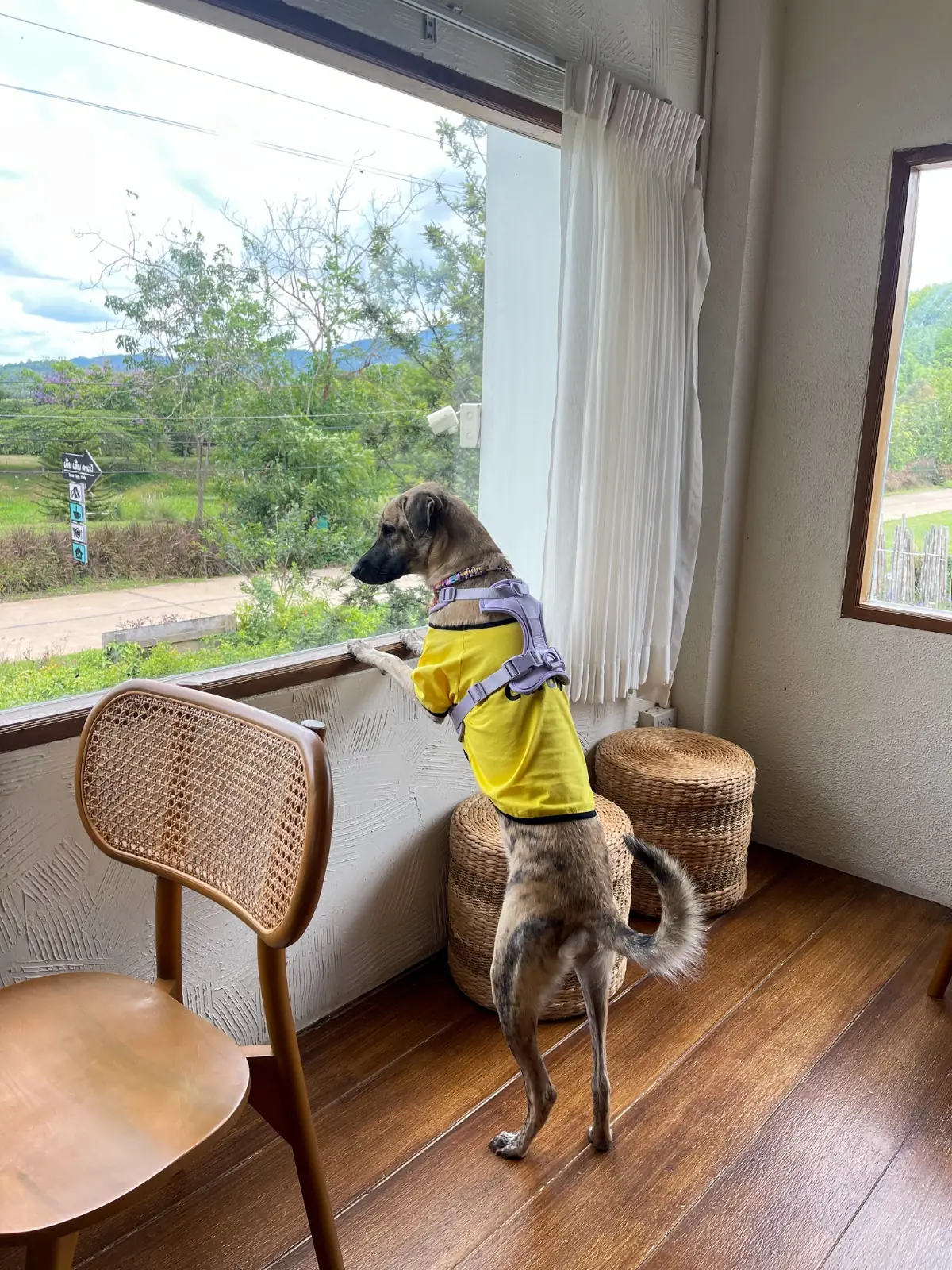 เติมเต็มคาเฟ่ pets image 2