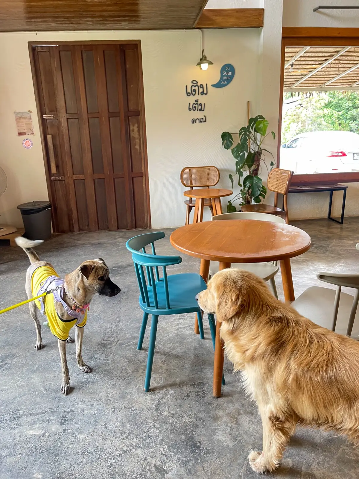 เติมเต็มคาเฟ่ pets image 8