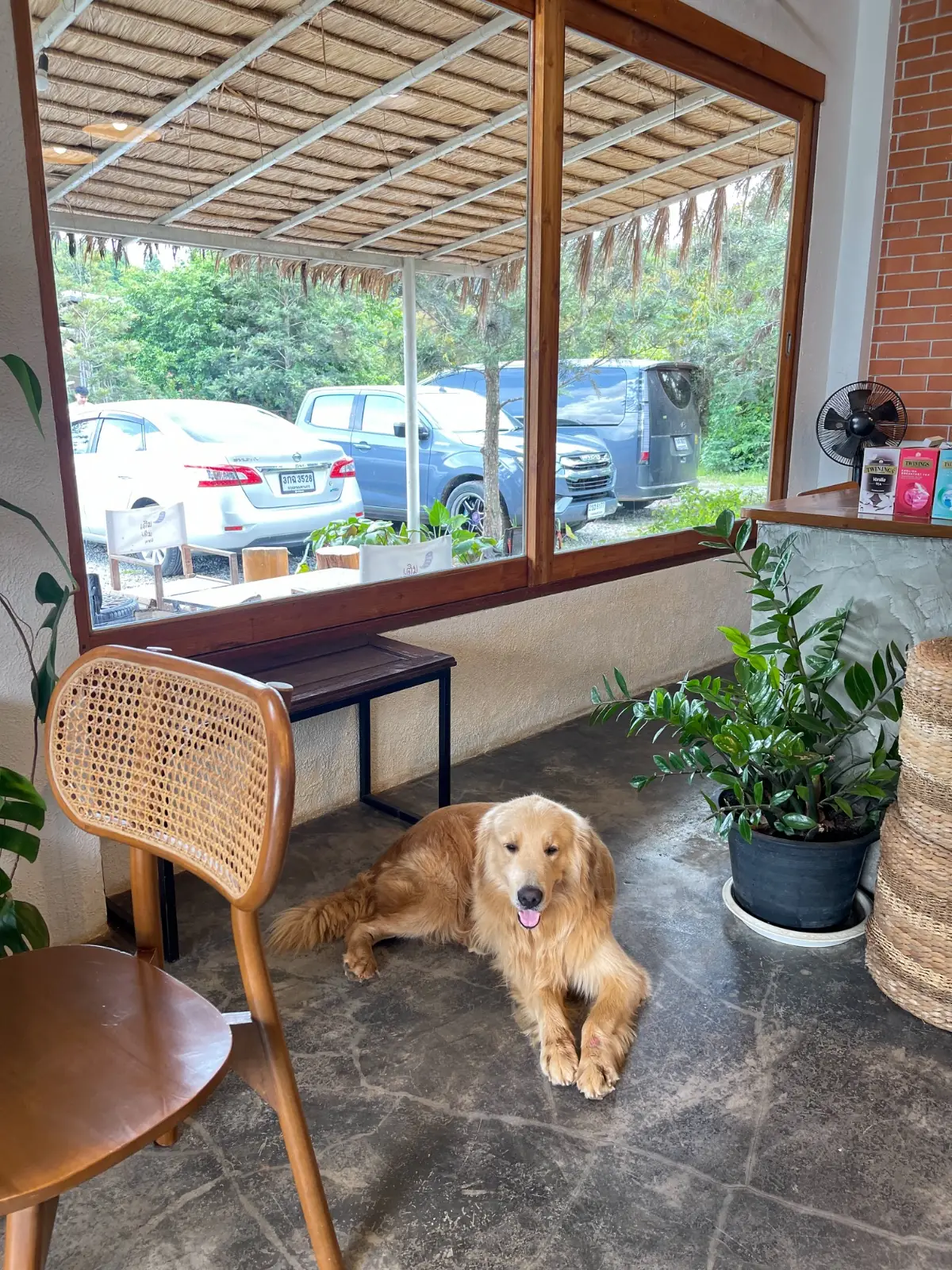 เติมเต็มคาเฟ่ pets image 7