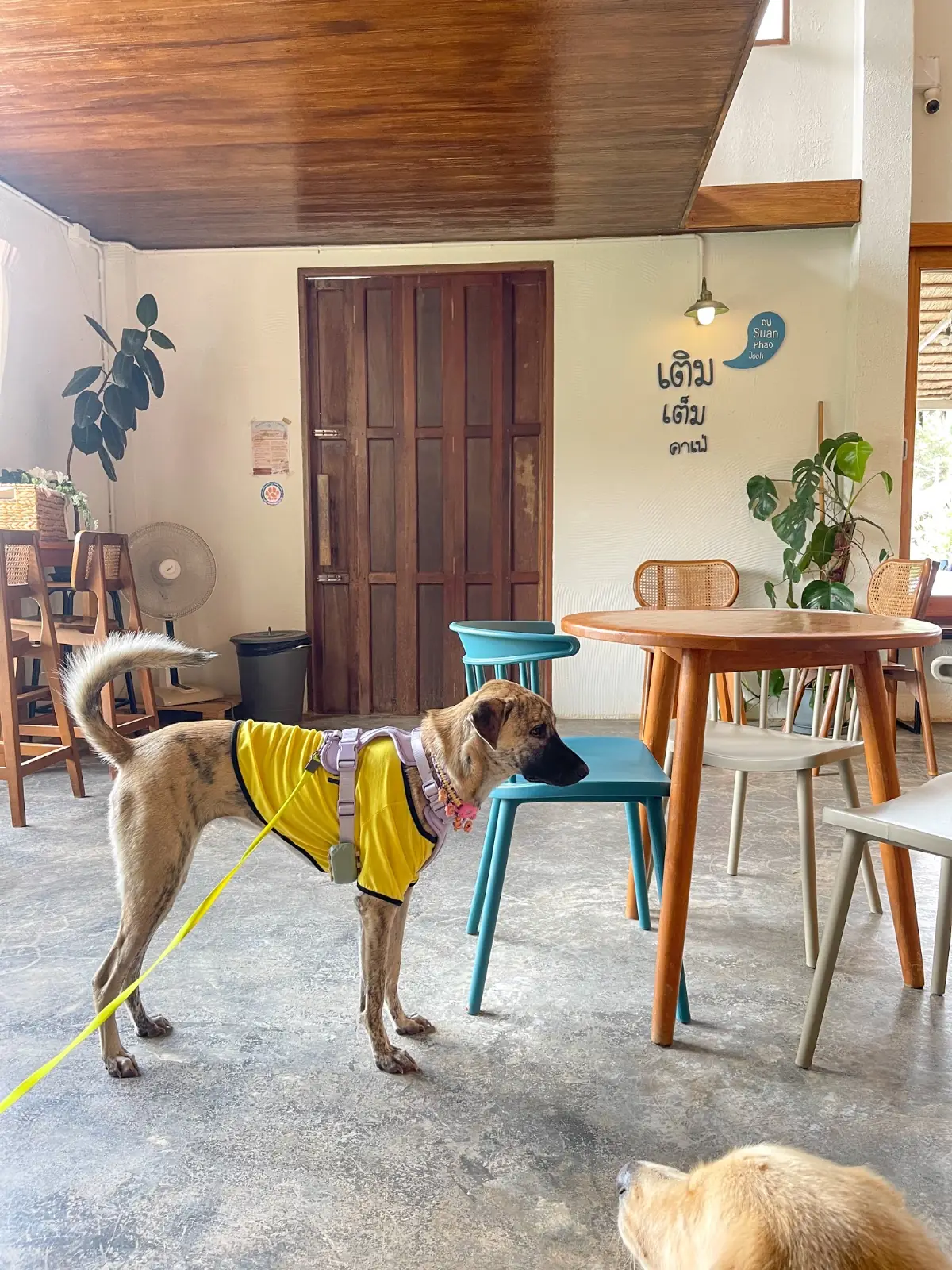 เติมเต็มคาเฟ่ pets image 5