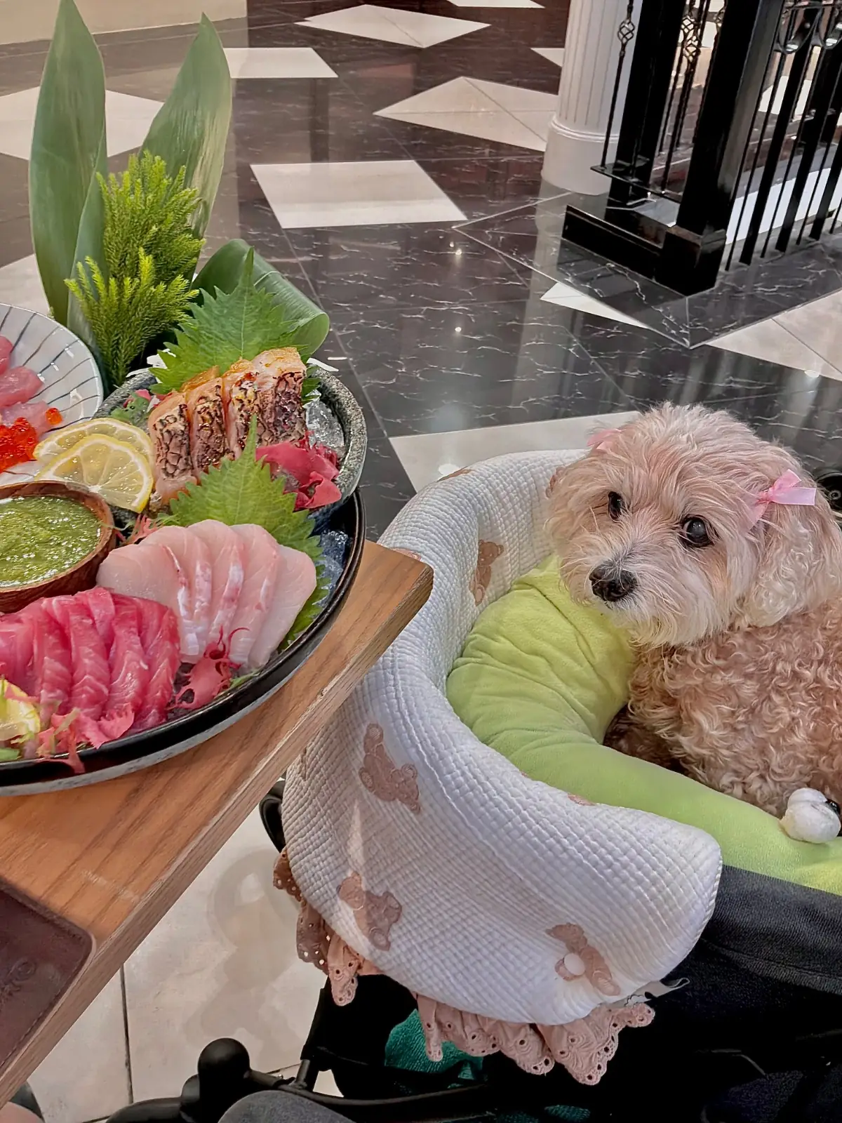 MAGURO - The Promenade pets image 1