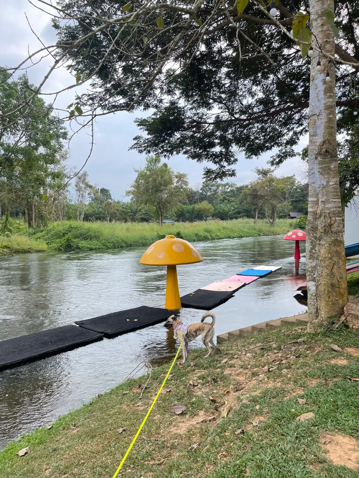 JK River Tales pets image 4