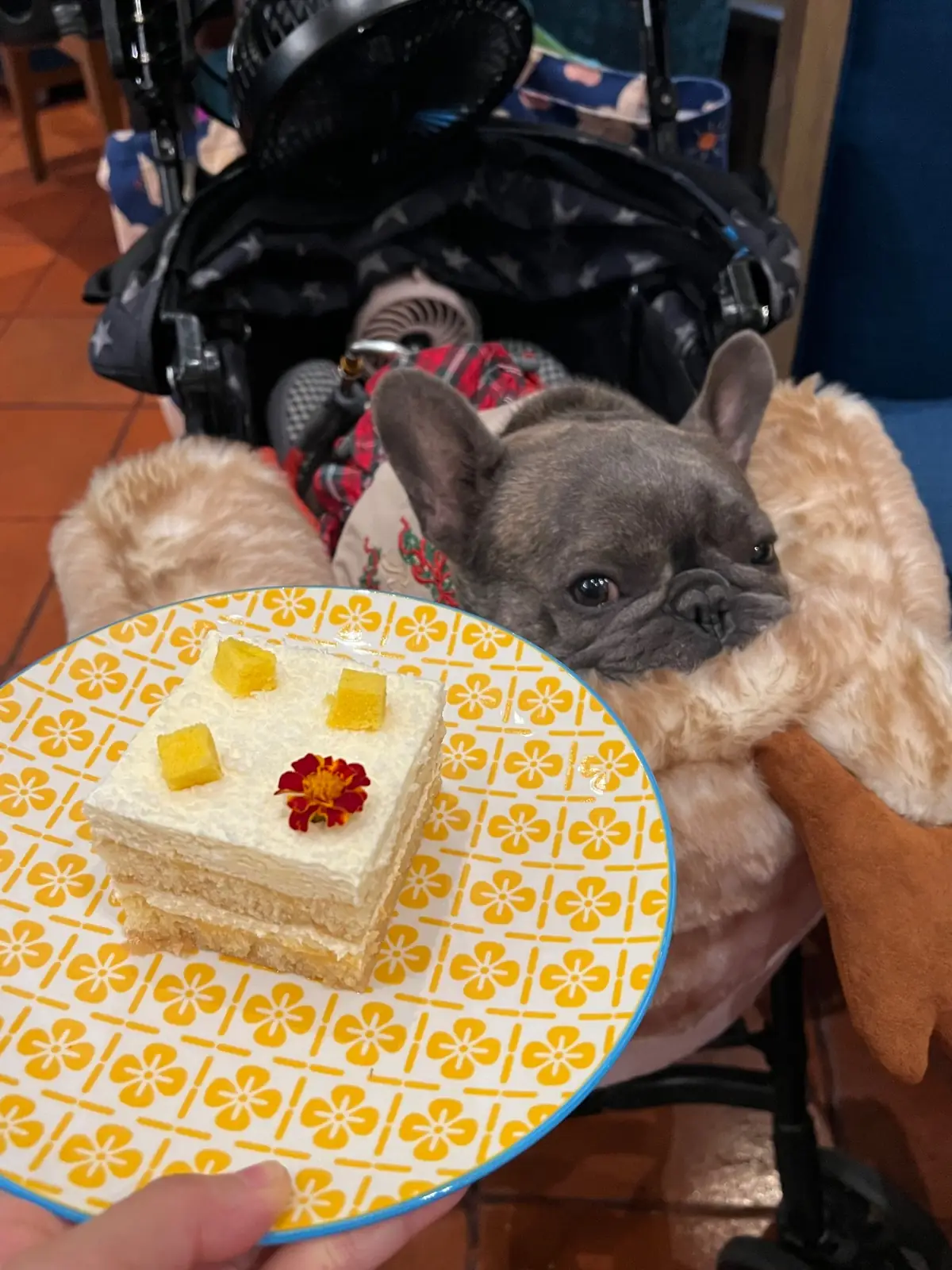 Mimosa other image 1