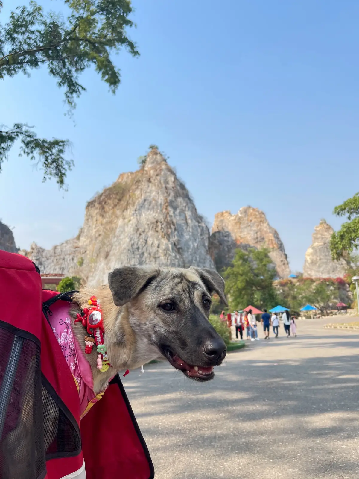 Phra Phuttha Chai Tham Ruesi Khao Ngu pets image 2