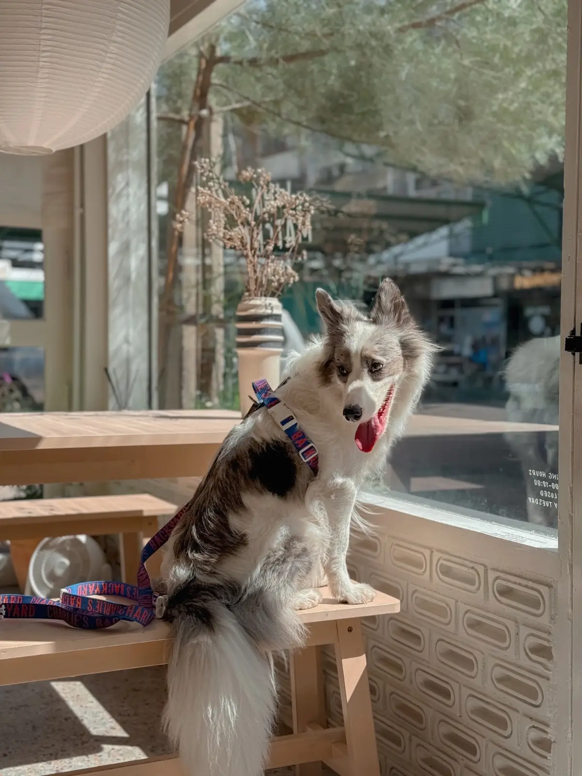 Why Matcha? pets image 2