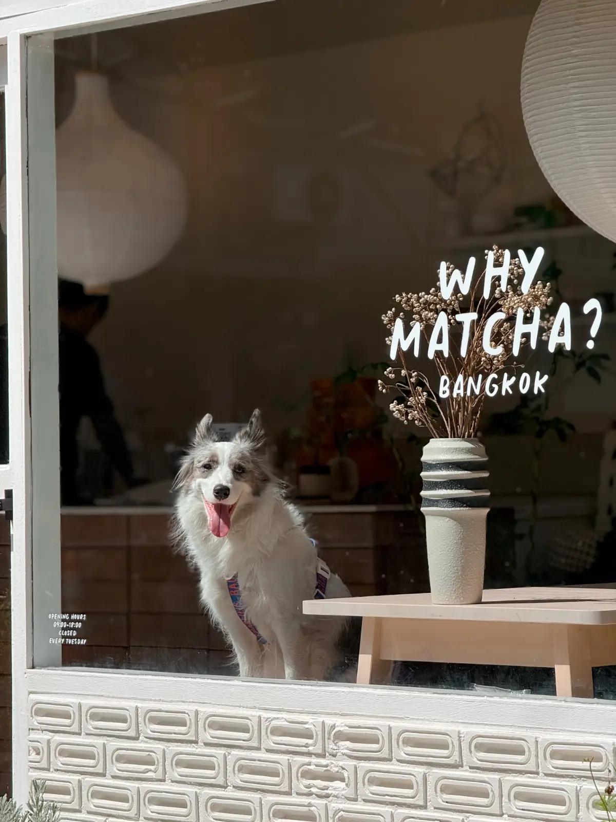 Why Matcha? pets image 3