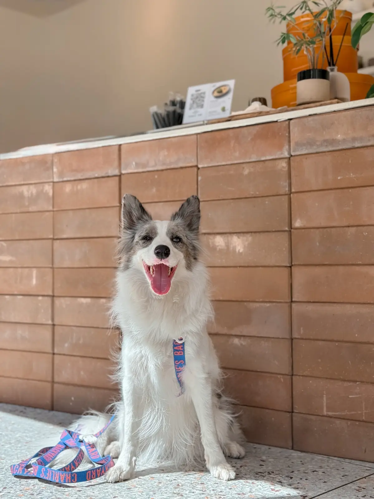 Why Matcha? pets image 1