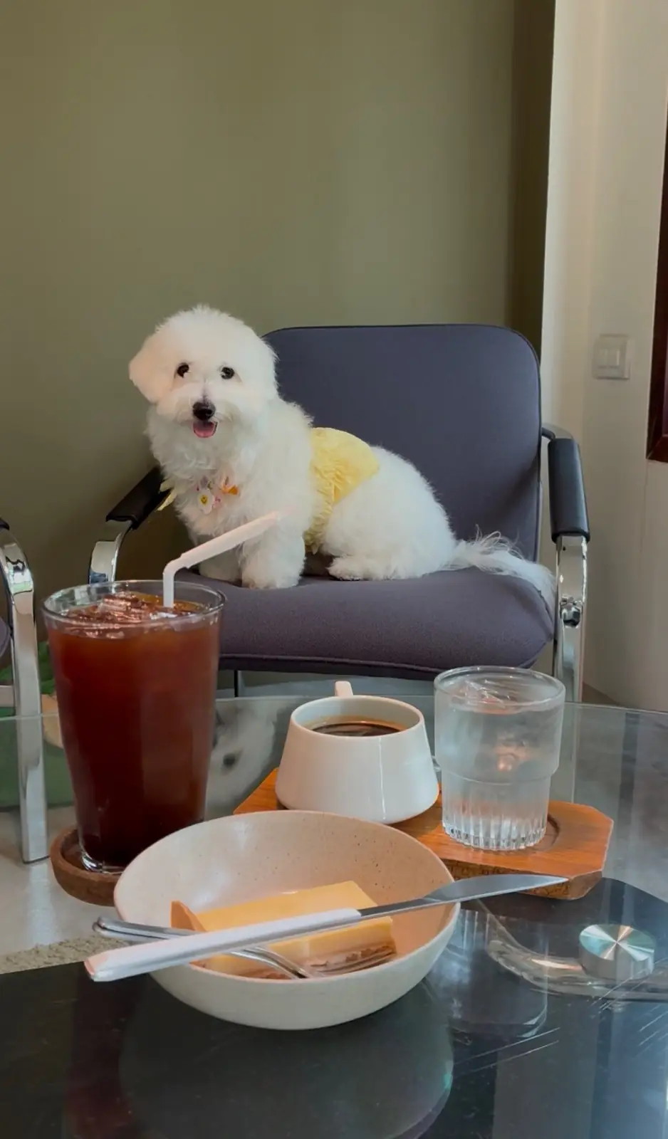 นูฟ แคฟ pets image 2