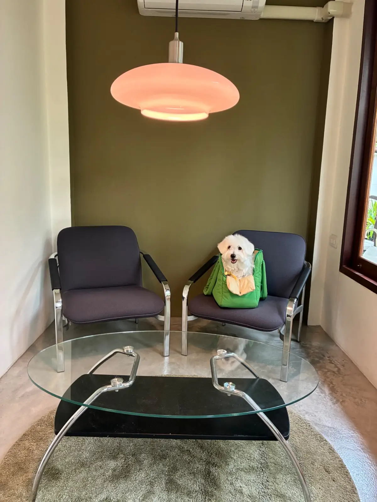 นูฟ แคฟ pets image 1