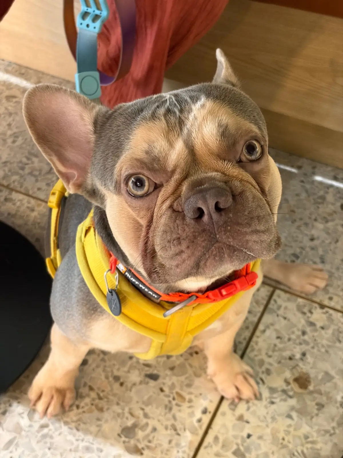 Matti's - Muang Thong Thani pets image 3