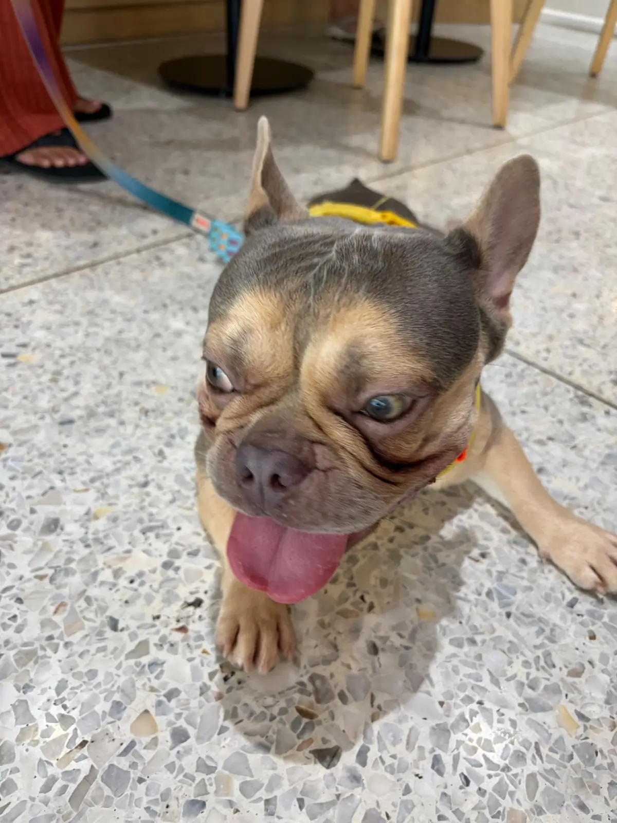 Matti's - Muang Thong Thani pets image 1