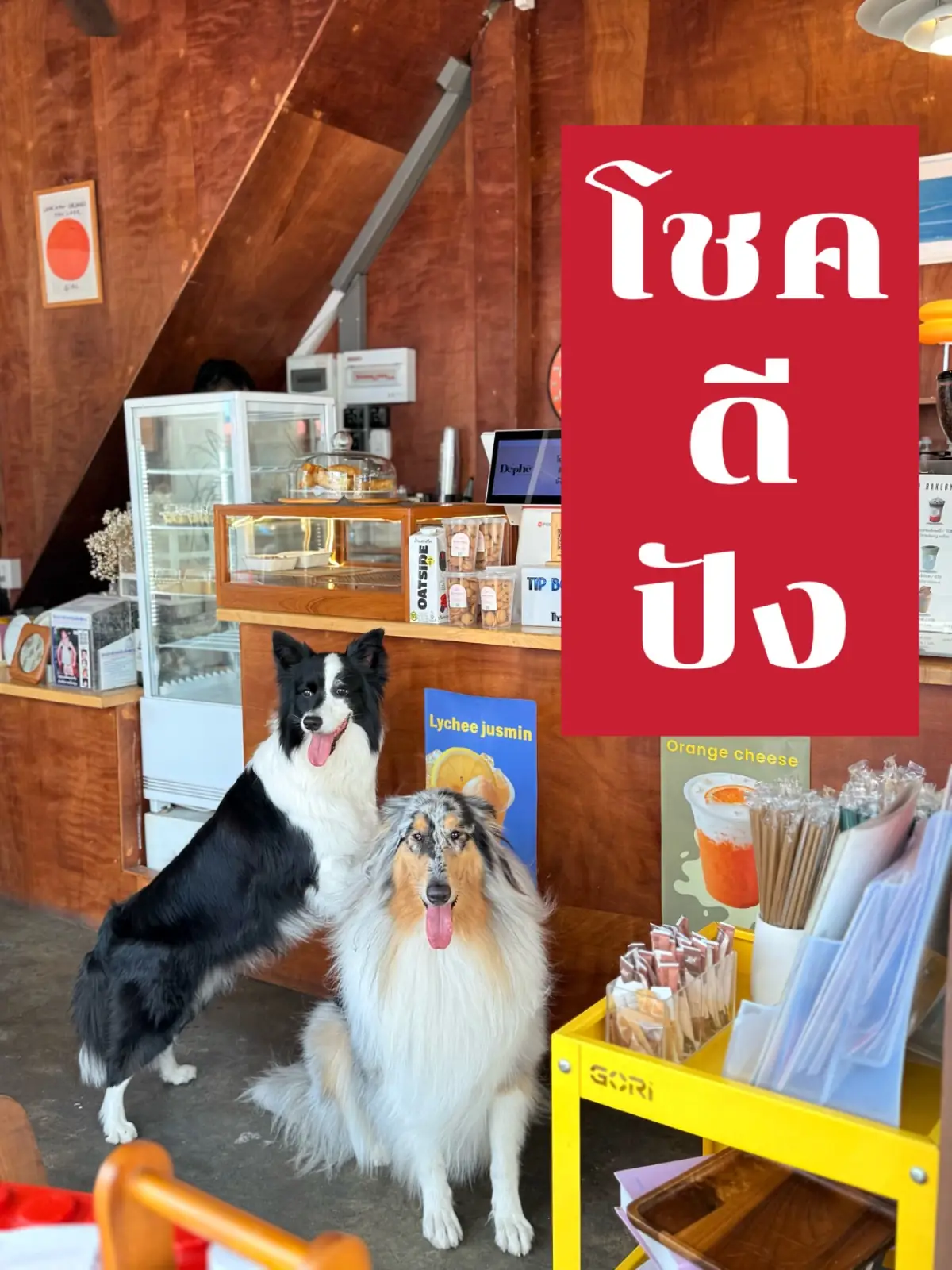 ChokdeePang pets image 1