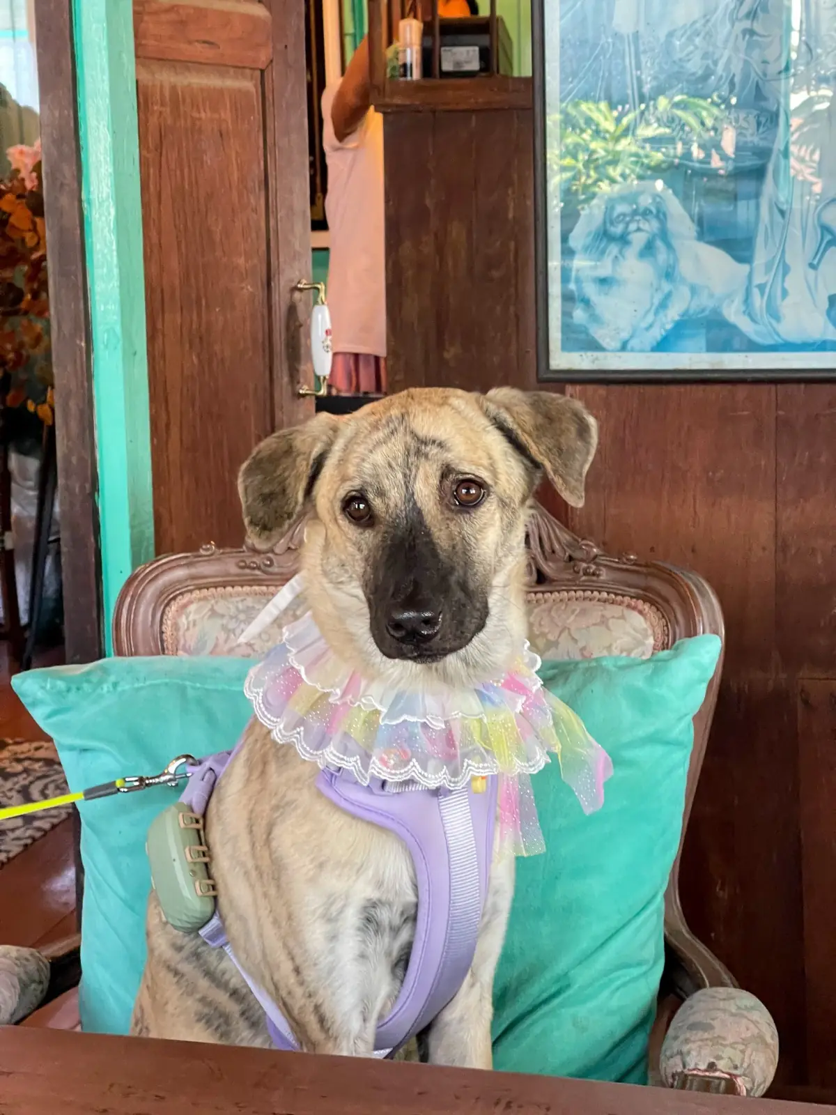 บ้านฝรั่งคู่ pets image 2