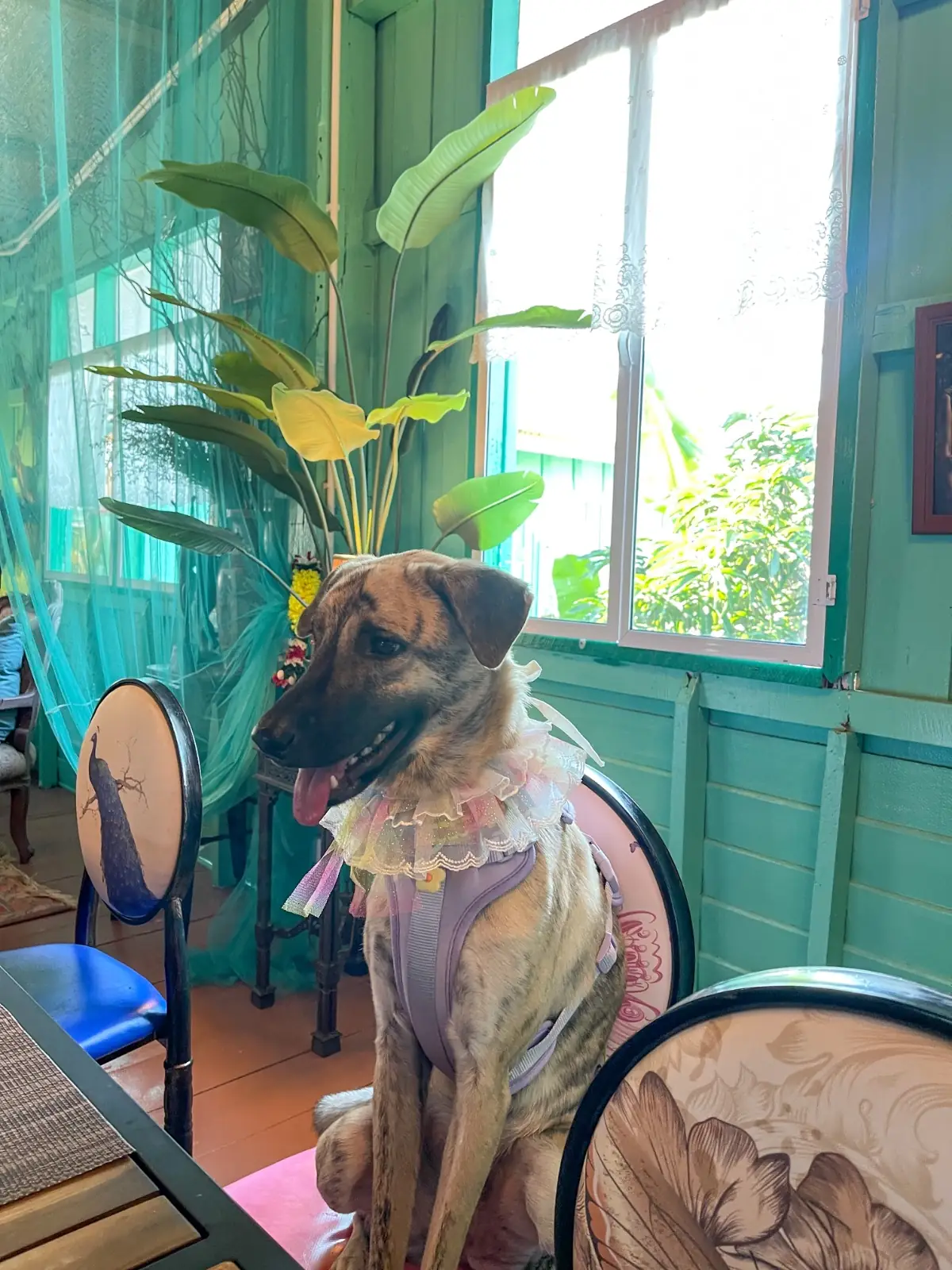 บ้านฝรั่งคู่ pets image 1