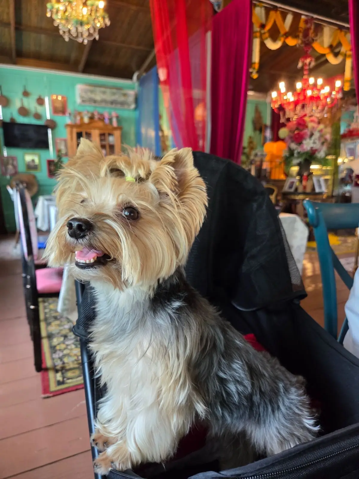 บ้านฝรั่งคู่ pets image 4