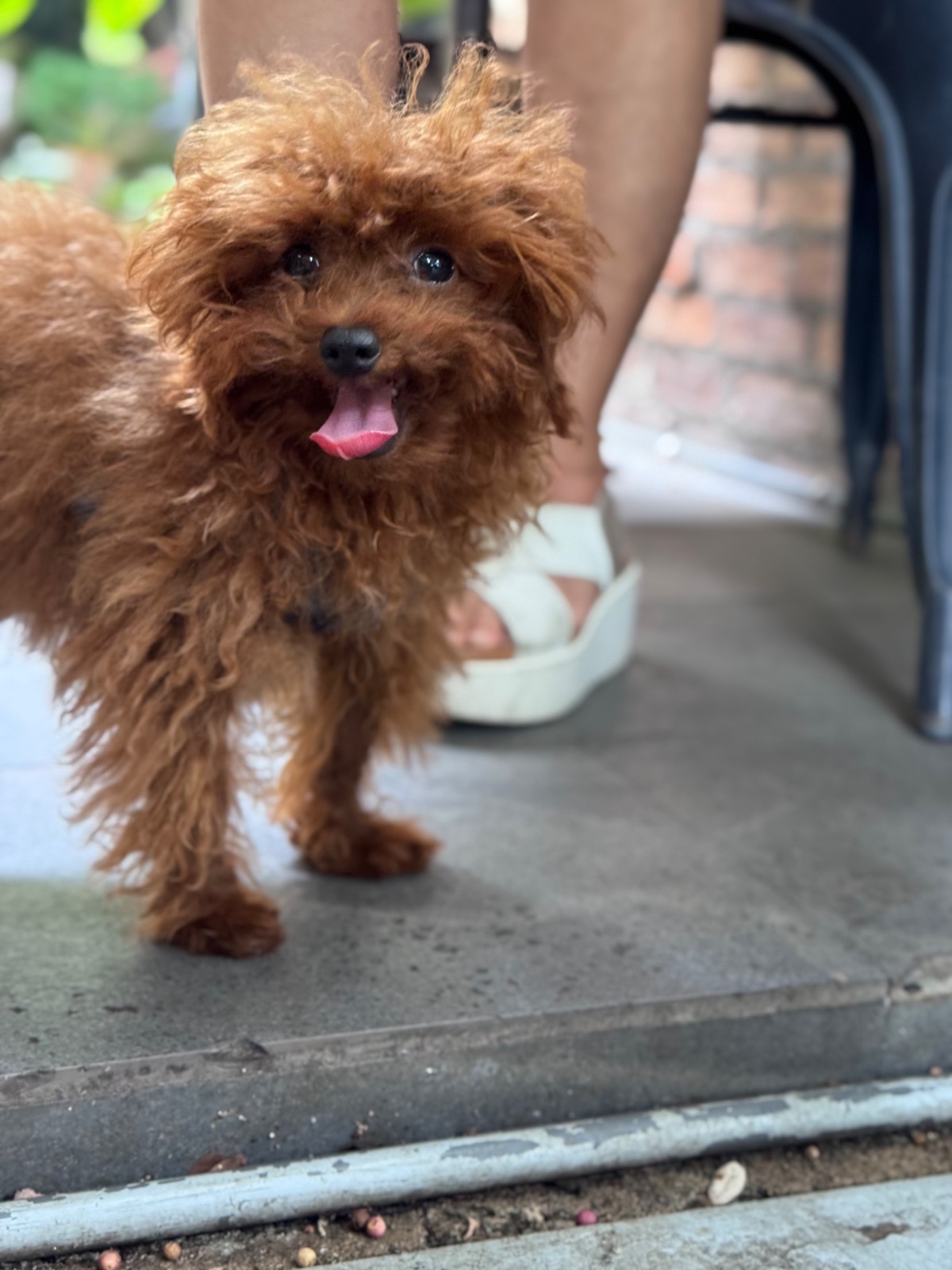 เขียวไข่กา pets image 1