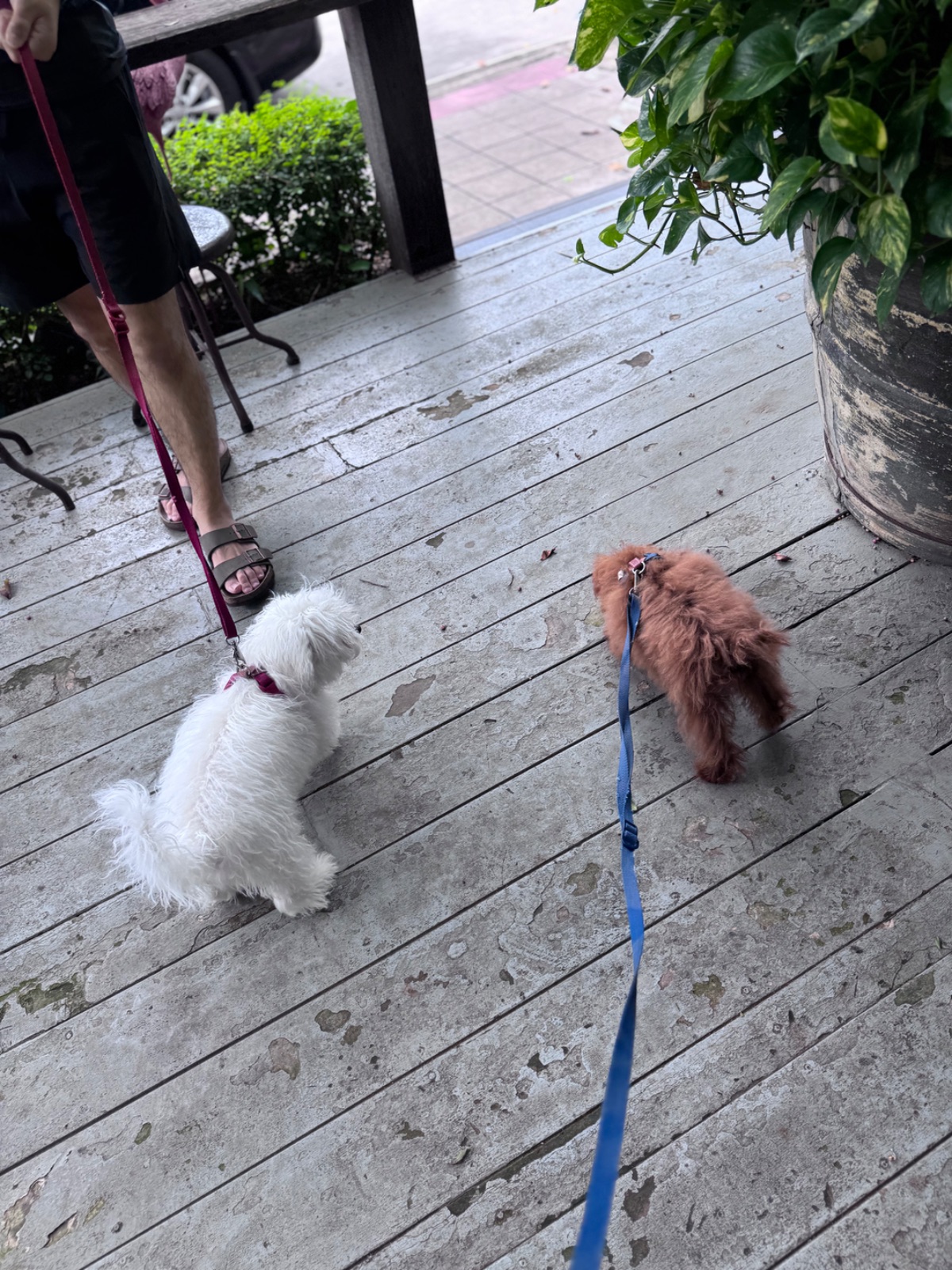 เขียวไข่กา pets image 2