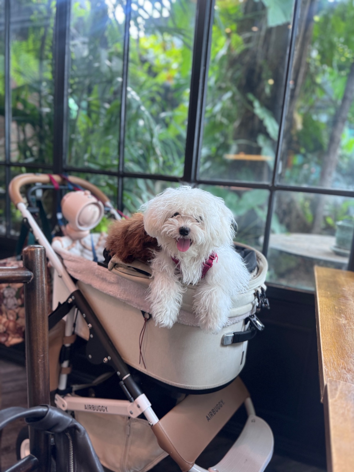 เขียวไข่กา pets image 3