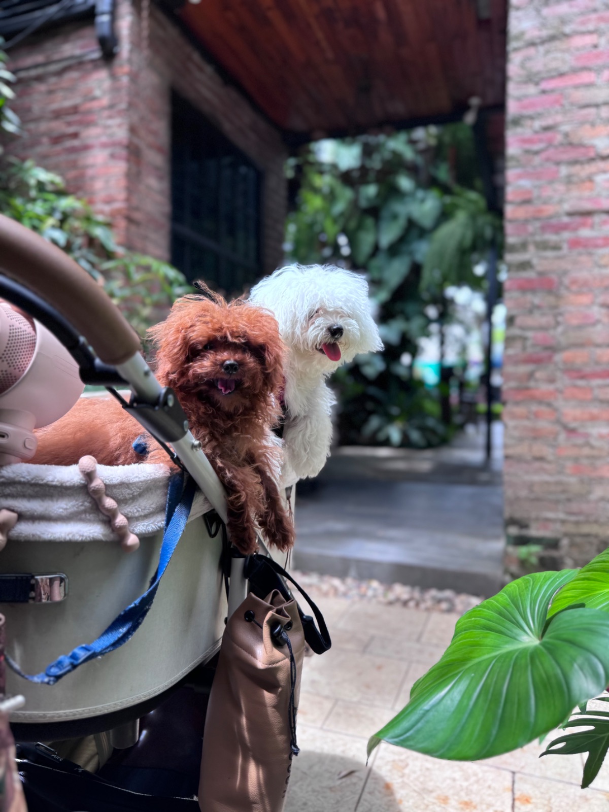 เขียวไข่กา pets image 4