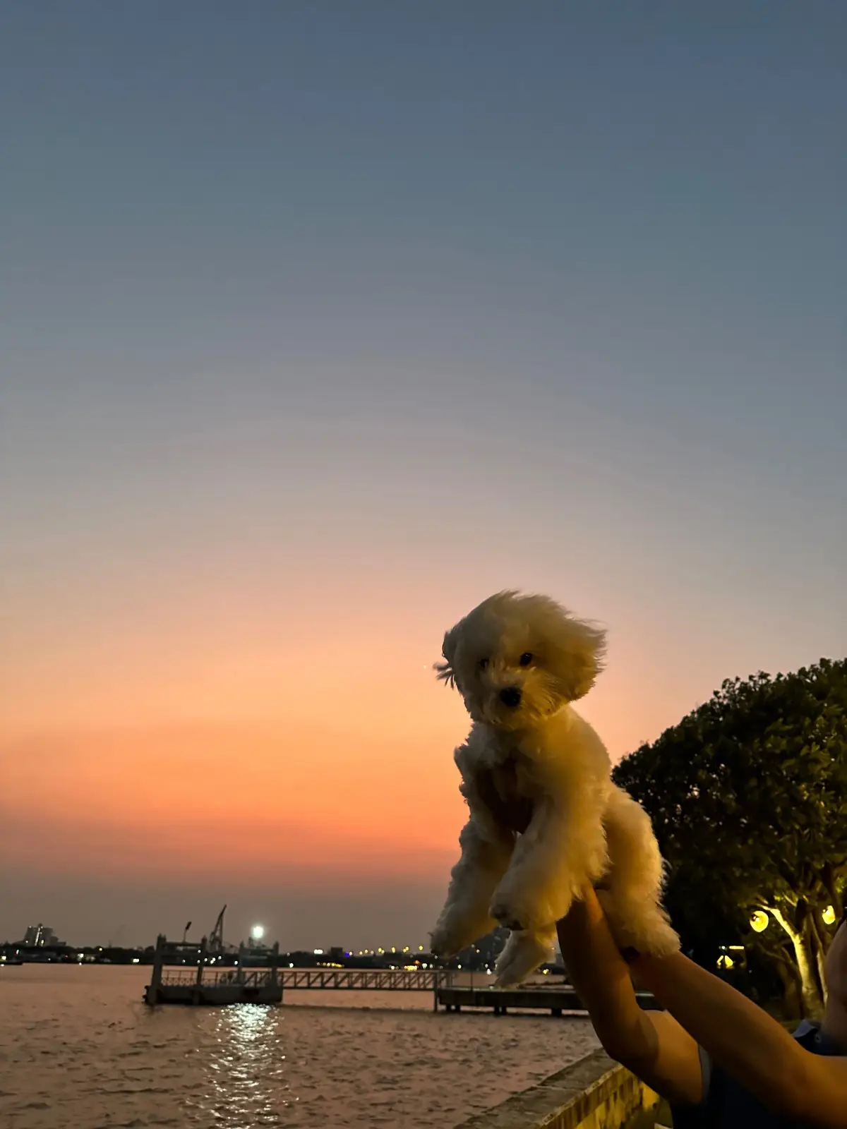 อำแดงไต้ฝุ่น บายเดอะริเวอร์ pets image 2