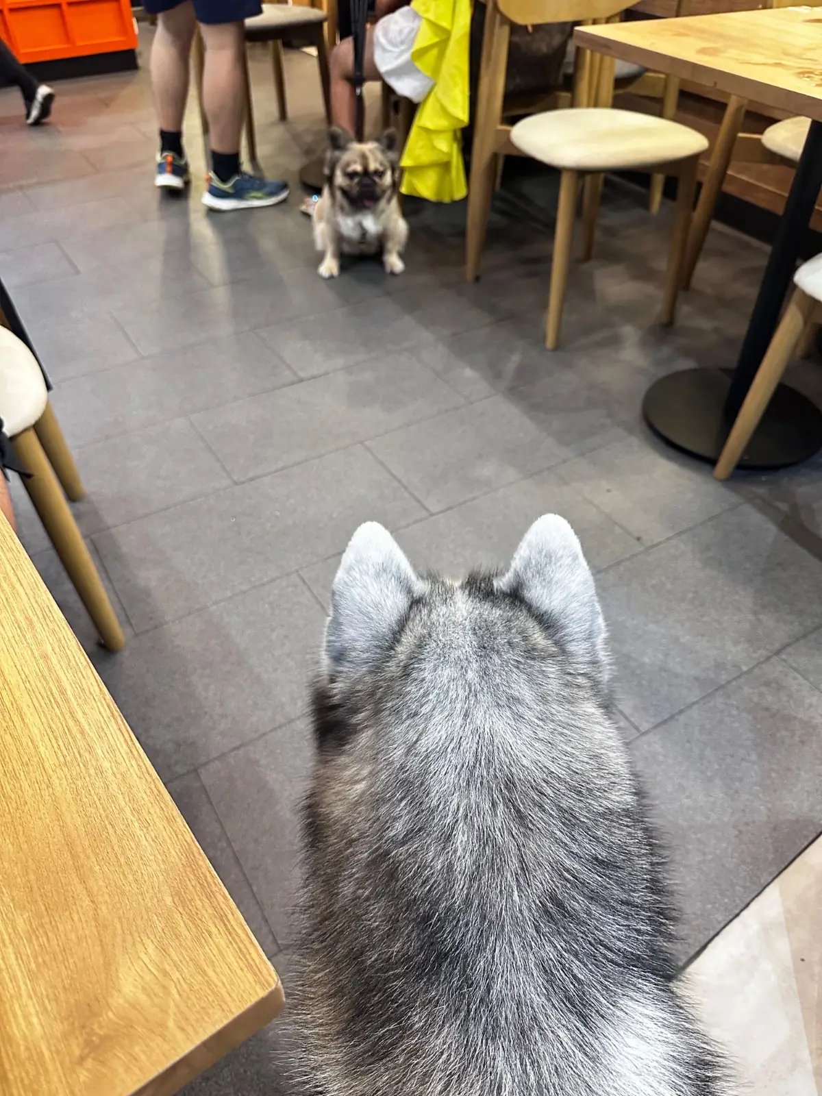 Katsuya Central Eastville pets image 1