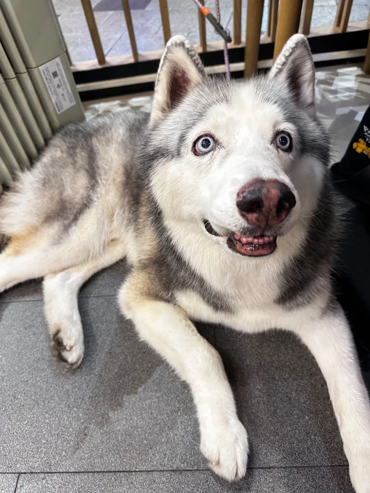 Katsuya Central Eastville pets image 2