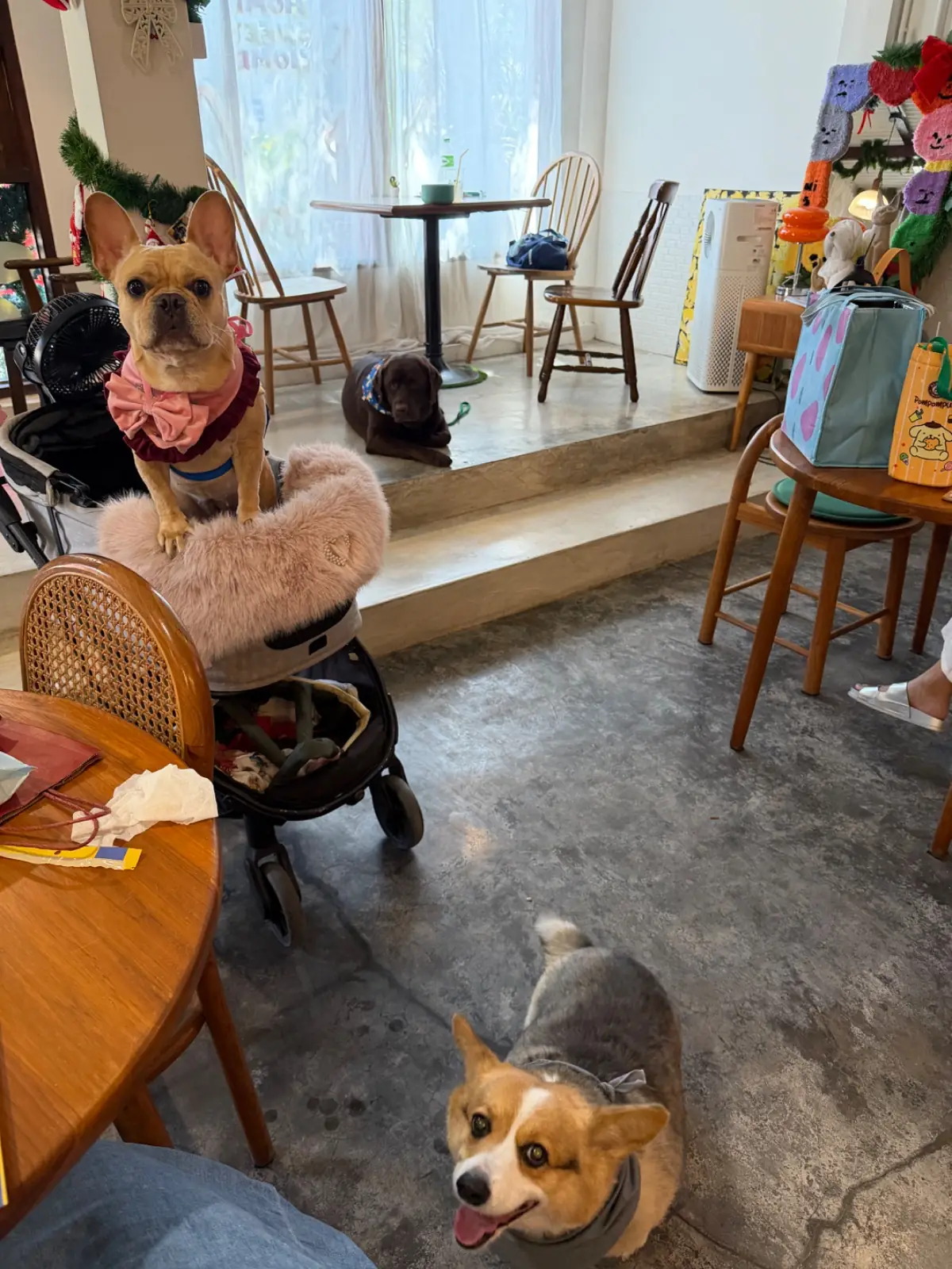 Happy Mum Happy Me pets image 1