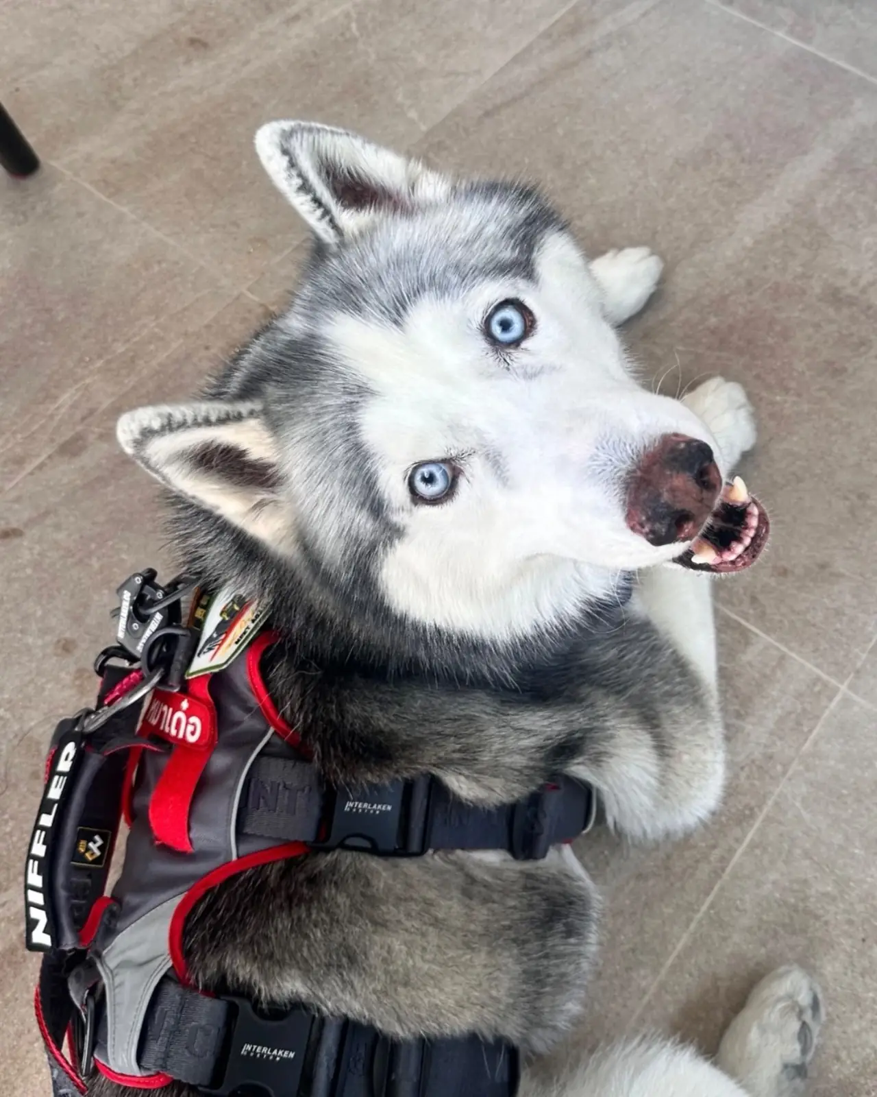 Haus of Thura pets image 1