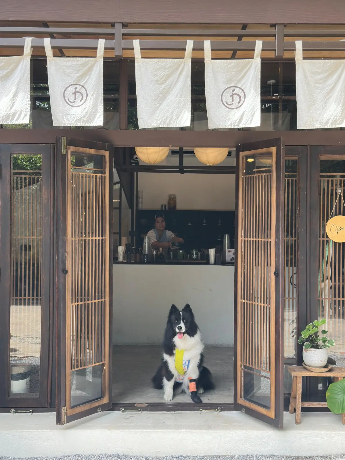 Jin Matcha pets image 6