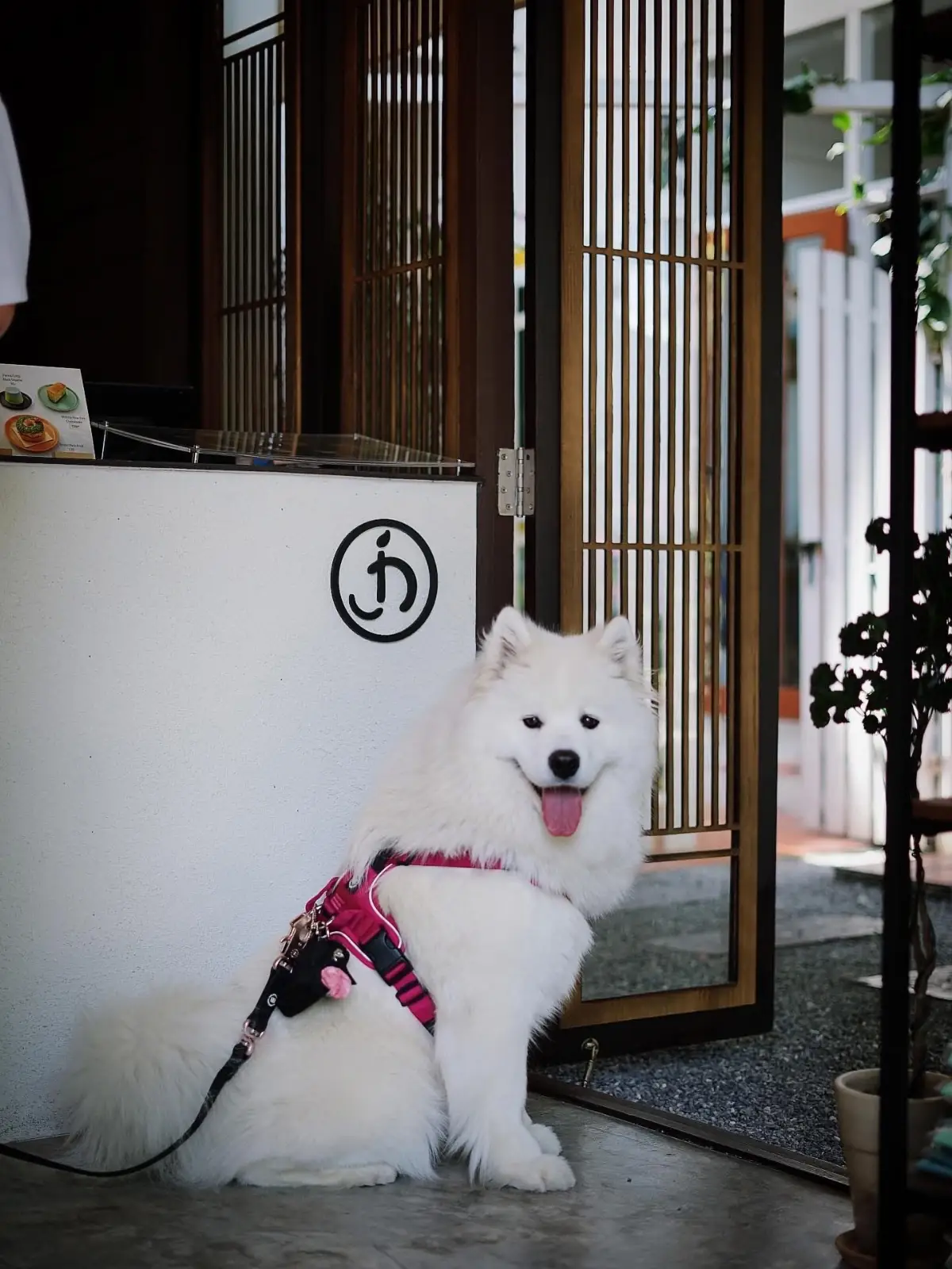 Jin Matcha pets image 3