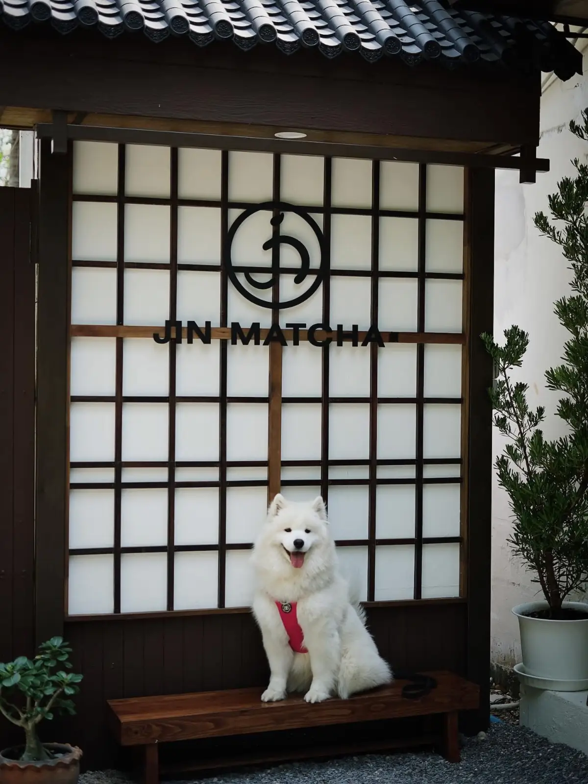 Jin Matcha pets image 1