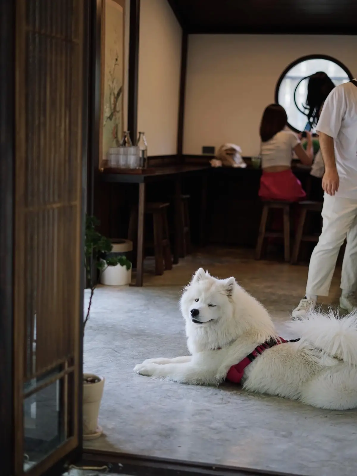 Jin Matcha pets image 4