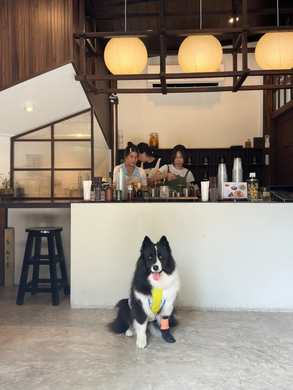 Jin Matcha pets image 5