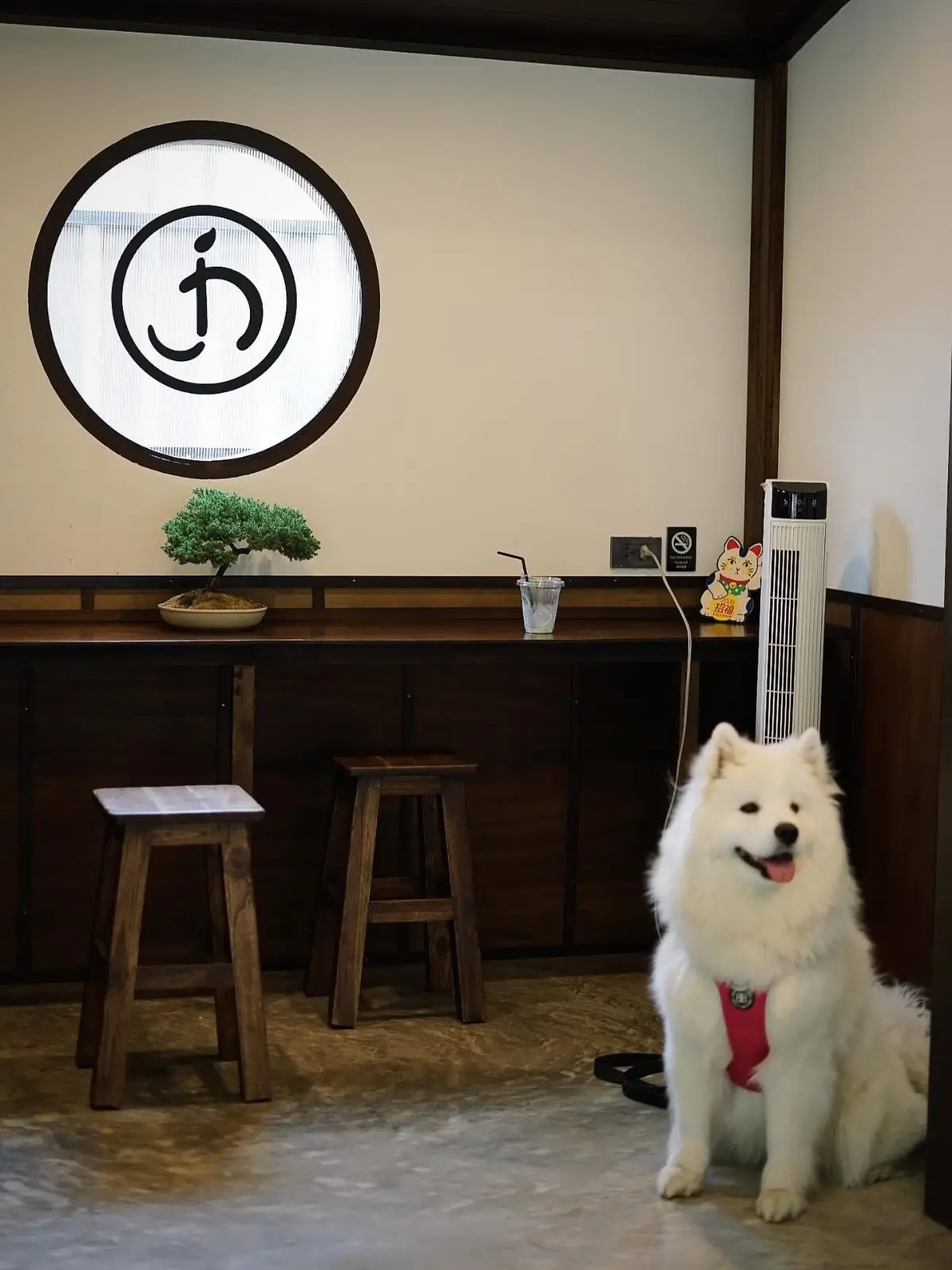 Jin Matcha pets image 2