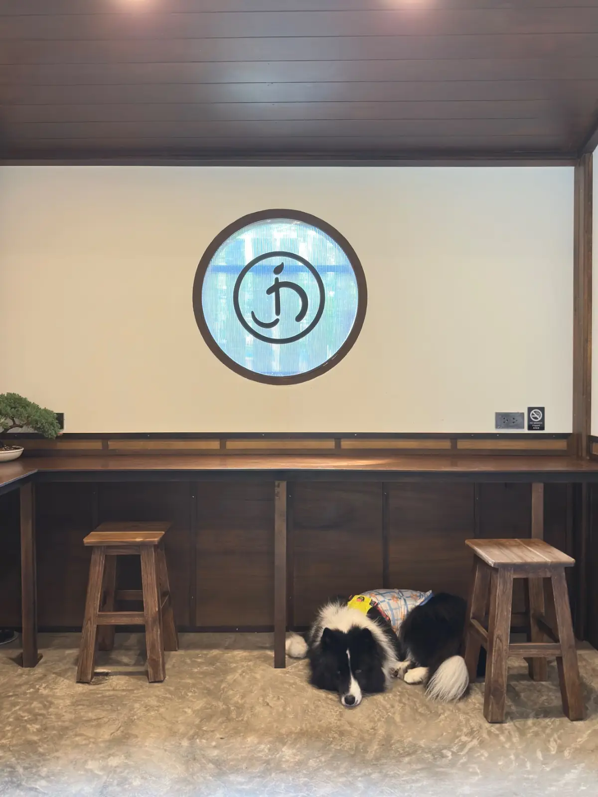 Jin Matcha pets image 7