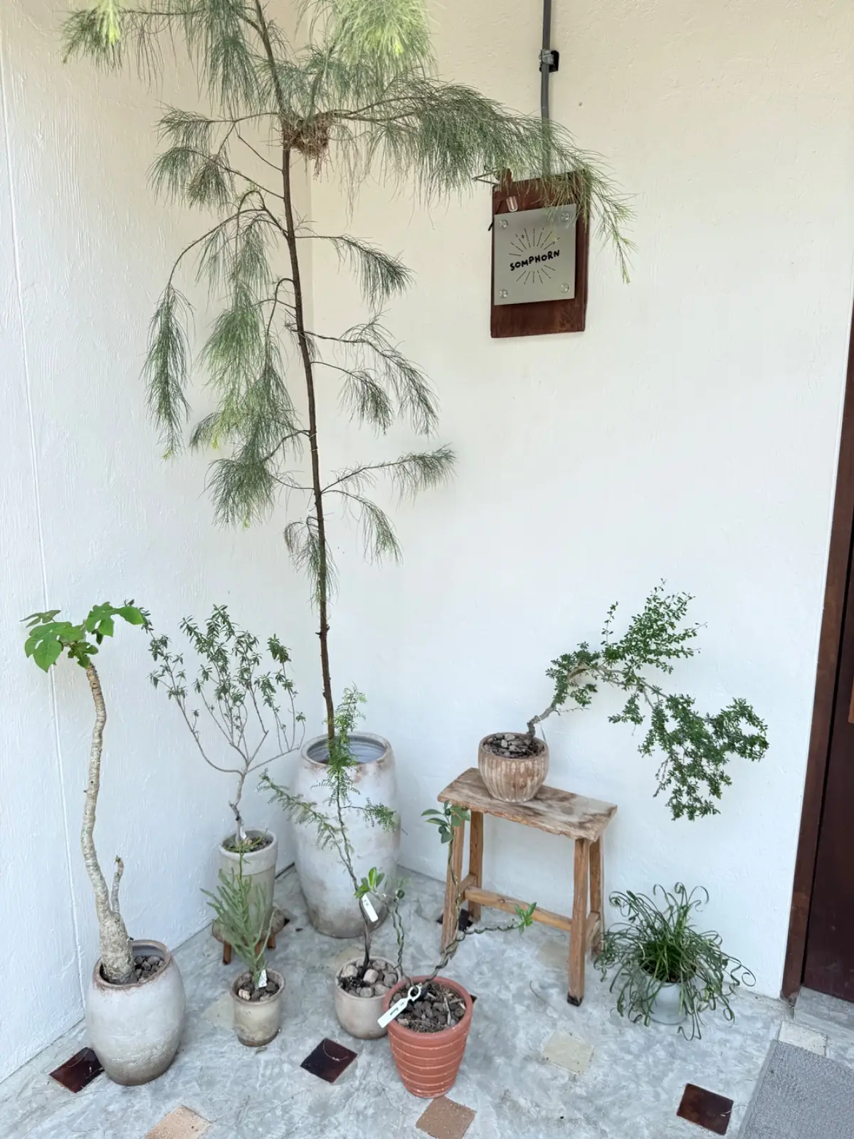 Somphorn (สมพรปรารถนา) overall image 2